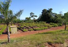 Representante da INCOESP realizou uma visita à APOENA no município de Presidente Epitácio-SP